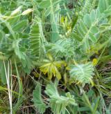 kozinec bezlodyžný <i>(Astragalus exscapus)</i> / Habitus