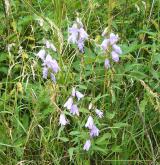 zvonek řepkovitý <i>(Campanula rapunculoides)</i> / Habitus