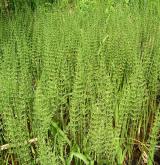 přeslička poříční <i>(Equisetum fluviatile)</i> / Porost