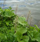 devětsil lékařský <i>(Petasites hybridus)</i> / Habitus