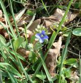 rozrazil trojklaný <i>(Veronica triphyllos)</i> / Habitus