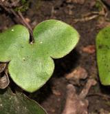 jaterník podléška <i>(Hepatica nobilis)</i> / List