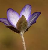 jaterník podléška <i>(Hepatica nobilis)</i> / Květ/Květenství