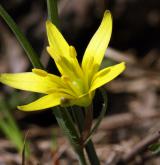 křivatec vstřícnolistý <i>(Gagea transversalis)</i> / Květ/Květenství