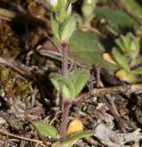 rožec pětimužný <i>(Cerastium semidecandrum)</i> / Habitus