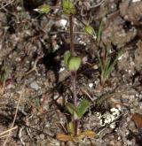 rožec pětimužný <i>(Cerastium semidecandrum)</i>