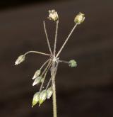 plevel okoličnatý <i>(Holosteum umbellatum)</i> / Květ/Květenství