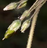 plevel okoličnatý <i>(Holosteum umbellatum)</i> / Plod