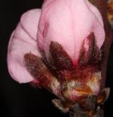 broskvoň obecná <i>(Prunus persica)</i> / Květ/Květenství
