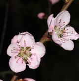 broskvoň obecná <i>(Prunus persica)</i> / Květ/Květenství