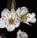 švestka obecná <i>(Prunus domestica)</i>