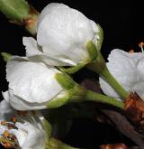švestka obecná <i>(Prunus domestica)</i>