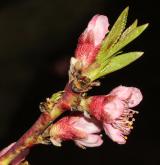meruňka obecná <i>(Prunus armeniaca)</i> / Květ/Květenství
