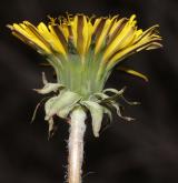 pampeliška pomoravská <i>(Taraxacum [E] maricum)</i> / Květ/Květenství