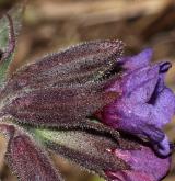 plícník měkký <i>(Pulmonaria mollis)</i> / Květ/Květenství