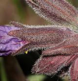 plícník měkký <i>(Pulmonaria mollis)</i> / Květ/Květenství
