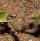 rozrazil laločnatý <i>(Veronica sublobata)</i> / Habitus