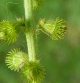 řepík lékařský <i>(Agrimonia eupatoria)</i> / Plod