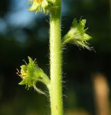řepík lékařský <i>(Agrimonia eupatoria)</i> / Plod