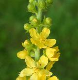 řepík lékařský <i>(Agrimonia eupatoria)</i> / Květ/Květenství