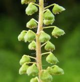 ambrozie peřenolistá <i>(Ambrosia artemisiifolia)</i>