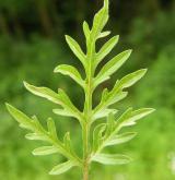 ambrozie peřenolistá <i>(Ambrosia artemisiifolia)</i> / List