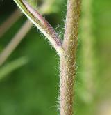 ambrozie peřenolistá <i>(Ambrosia artemisiifolia)</i> / Stonek