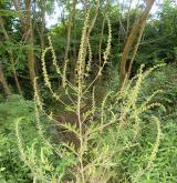 ambrozie peřenolistá <i>(Ambrosia artemisiifolia)</i> / Habitus