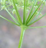 kerblík lesní <i>(Anthriscus sylvestris)</i> / Květ/Květenství