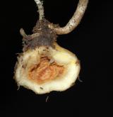 dymnivka dutá <i>(Corydalis cava)</i> / Zásobní orgán/orgán klonálního růstu