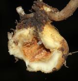 dymnivka dutá <i>(Corydalis cava)</i> / Zásobní orgán/orgán klonálního růstu