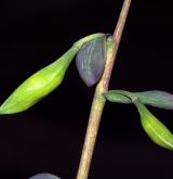 dymnivka dutá <i>(Corydalis cava)</i> / Plod