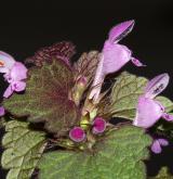 hluchavka nachová <i>(Lamium purpureum)</i> / Květ/Květenství
