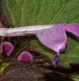 hluchavka nachová <i>(Lamium purpureum)</i> / Květ/Květenství