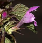 hluchavka nachová <i>(Lamium purpureum)</i> / Květ/Květenství