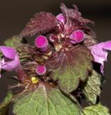 hluchavka nachová <i>(Lamium purpureum)</i> / Květ/Květenství