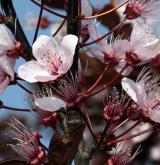 myrobalán obecný <i>(Prunus cerasifera)</i> / Květ/Květenství