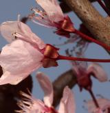 myrobalán obecný <i>(Prunus cerasifera)</i> / Květ/Květenství