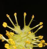 vrba trojmužná <i>(Salix triandra)</i> / Květ/Květenství