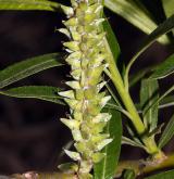 vrba košíkářská <i>(Salix viminalis)</i> / Květ/Květenství