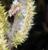 vrba košíkářská <i>(Salix viminalis)</i> / Plod