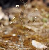 huseníček rolní <i>(Arabidopsis thaliana)</i> / Habitus