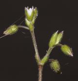 rožec lepkavý <i>(Cerastium glutinosum)</i>