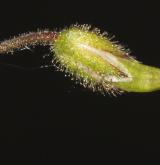 rožec lepkavý <i>(Cerastium glutinosum)</i> / Plod