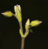 rožec lepkavý <i>(Cerastium glutinosum)</i> / Květ/Květenství