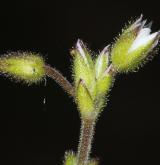 rožec lepkavý <i>(Cerastium glutinosum)</i>