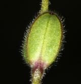 rožec lepkavý <i>(Cerastium glutinosum)</i> / List
