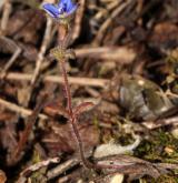 rozrazil časný <i>(Veronica praecox)</i> / Habitus