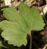 pryskyřník mnohotvárný <i>(Ranunculus fallax)</i> / List