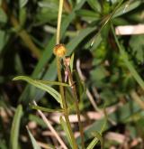 pryskyřník mnohotvárný <i>(Ranunculus fallax)</i> / Habitus